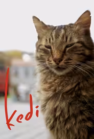 Город кошек / Кот