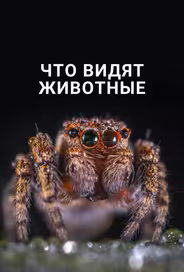 Что видят животные